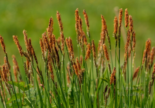  Poku ehk Tarn (Carex)