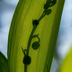 Maikelluke ehk piibeleht (Convallaria majalis L.)