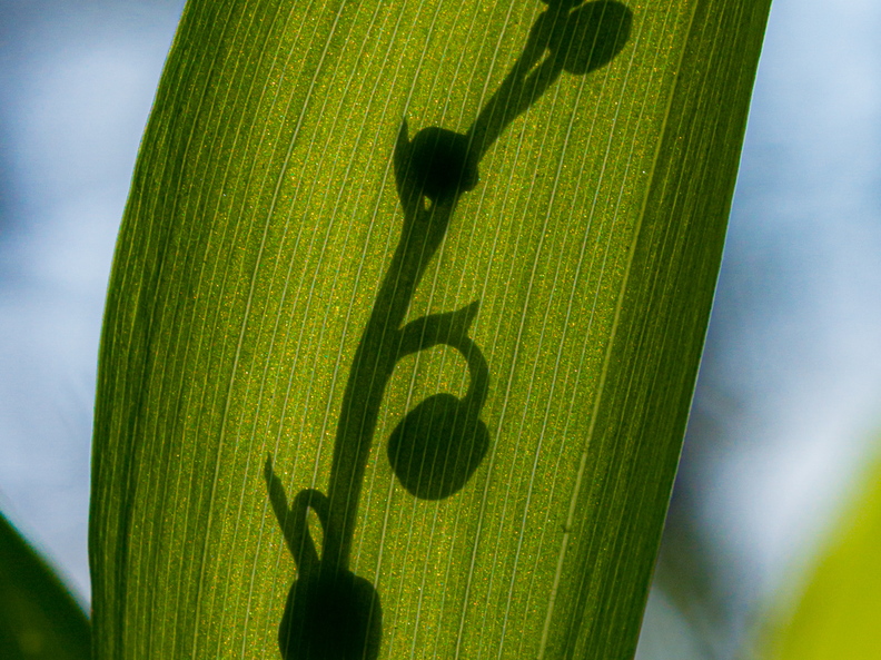Maikelluke ehk piibeleht (Convallaria majalis L.)