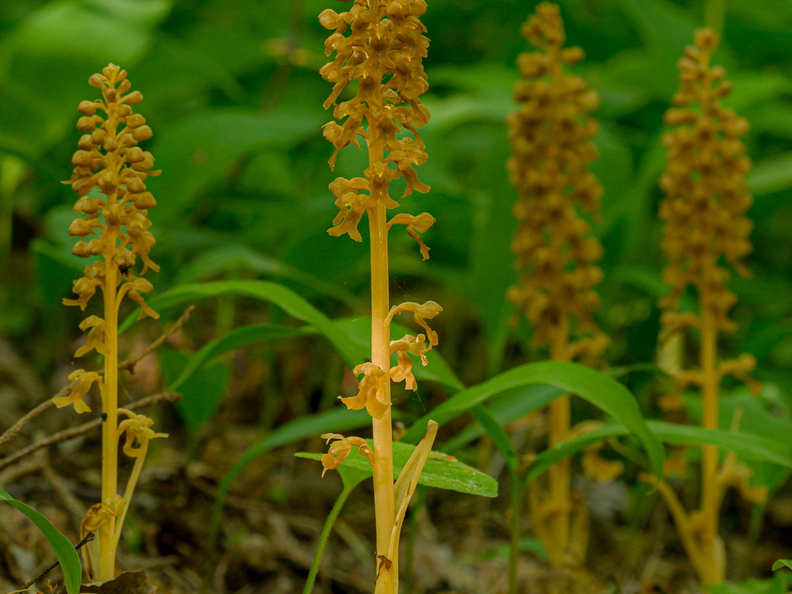  Pruunikas pesajuur (Neottia nidus-avis)