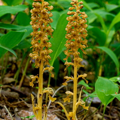  Pruunikas pesajuur (Neottia nidus-avis)