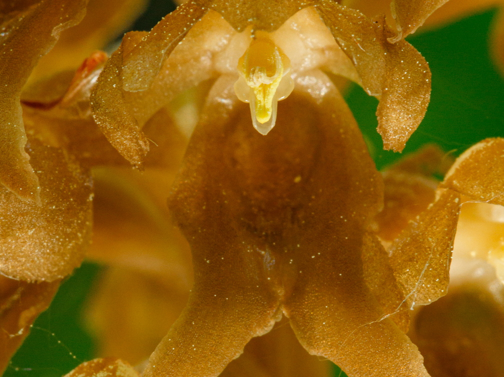 Pruunikas pesajuur (Neottia nidus-avis), õis