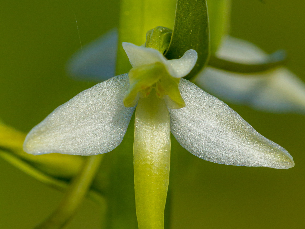  Kahelehine käokeel (Platanthera bifolia), ööviiuli õis
