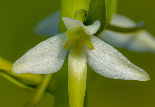  Kahelehine käokeel (Platanthera bifolia), ööviiuli õis