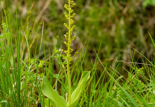 Suur käopõll (Neottia ovata),