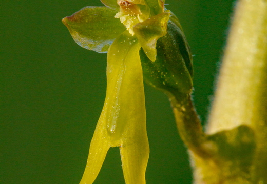  Suur käopõll (Neottia ovata), õis