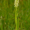  Kahkjaspunane sõrmkäpp (Dactylorhiza incarnata) valge versioon?