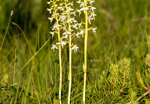  Ööviiul ehk kaheleheline käokeel (Platanthera bifolia)