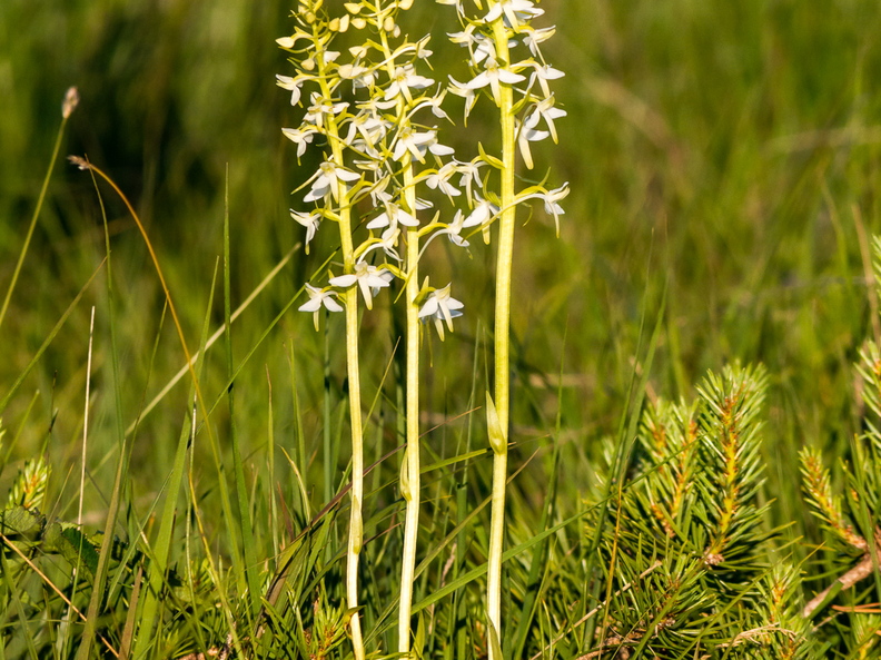  Ööviiul ehk kaheleheline käokeel (Platanthera bifolia)