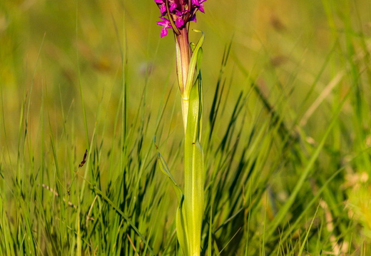  Kahkjaspunane sõrmkäpp (Dactylorhiza incarnata)