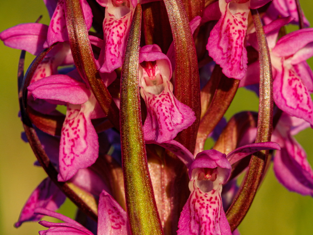  Kahkjaspunane sõrmkäpp (Dactylorhiza incarnata)