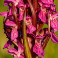  Kahkjaspunane sõrmkäpp (Dactylorhiza incarnata)