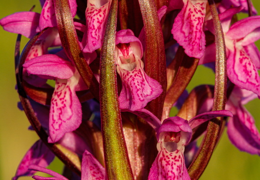 Kahkjaspunane sõrmkäpp (Dactylorhiza incarnata)