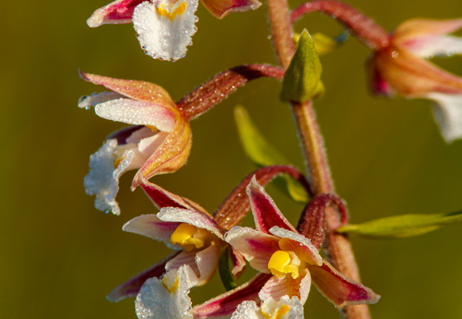 Soo-neiuvaip (Epipactis palustris)