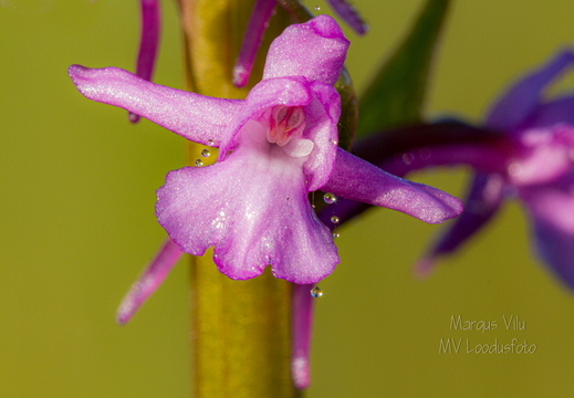  Harilik käoraamat (Gymnadenia conopsea)