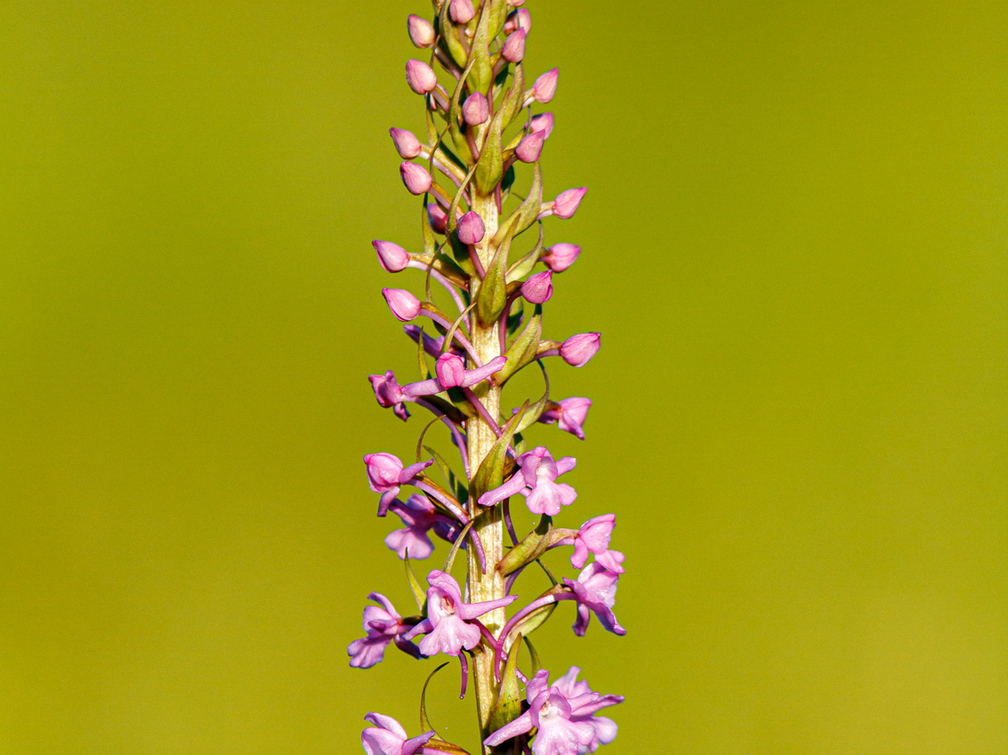  Harilik käoraamat (Gymnadenia conopsea)
