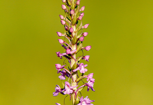  Harilik käoraamat (Gymnadenia conopsea)