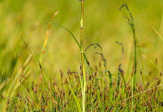  Harilik käoraamat (Gymnadenia conopsea)