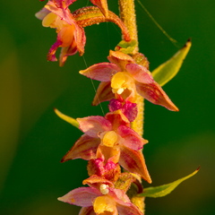  Tumepunane neiuvaip  (Epipactis atrorubens)