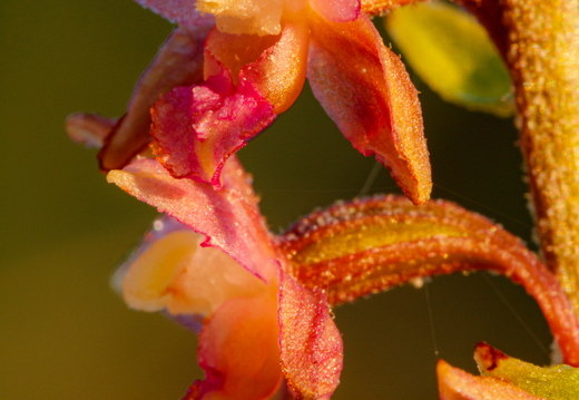  Tumepunane neiuvaip  (Epipactis atrorubens)