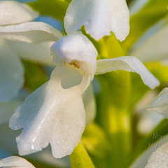 Kahkjaspunane sõrmkäpp albiino(Dactylorhiza incarnata)