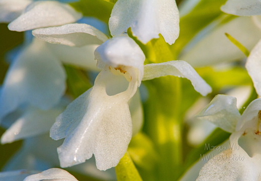 Kahkjaspunane sõrmkäpp albiino(Dactylorhiza incarnata)