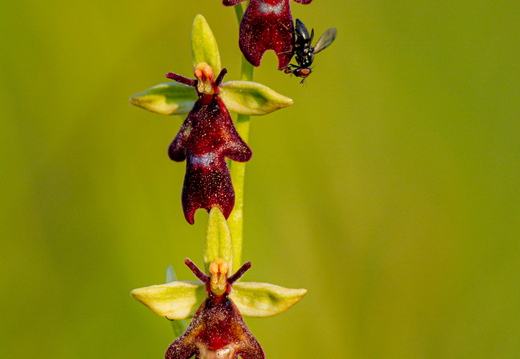 Kärbesõis (Ophrys insectifera)