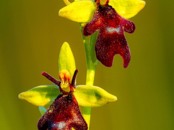  Kärbesõis (Ophrys insectifera)
