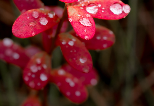  Veetilgad punases lehel