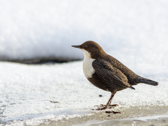 Vesipapp (Cinclus cinclus, tuntud ka kui papiisand)