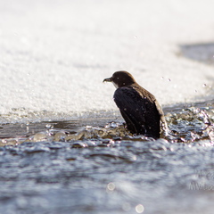 Vesipapil saak on käes