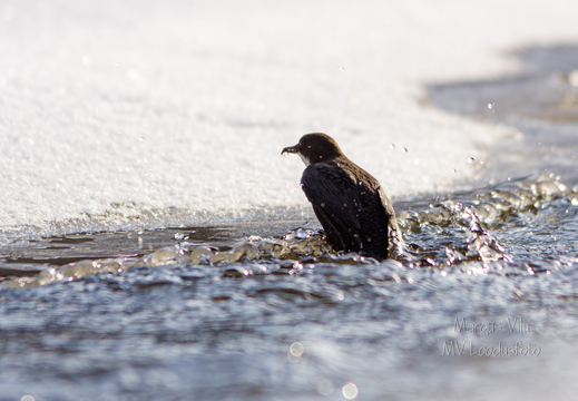 Vesipapil saak on käes