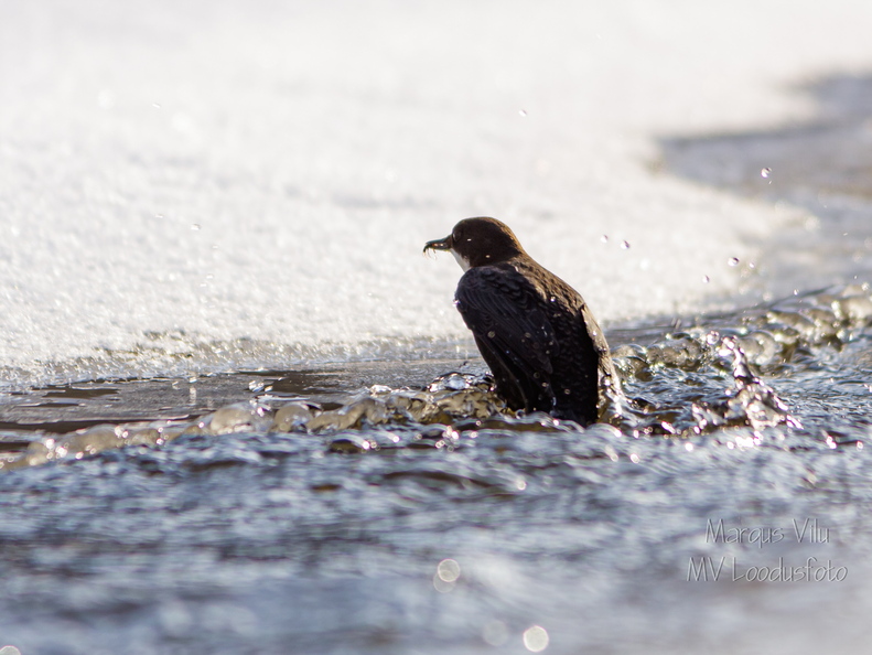 Vesipapil saak on käes