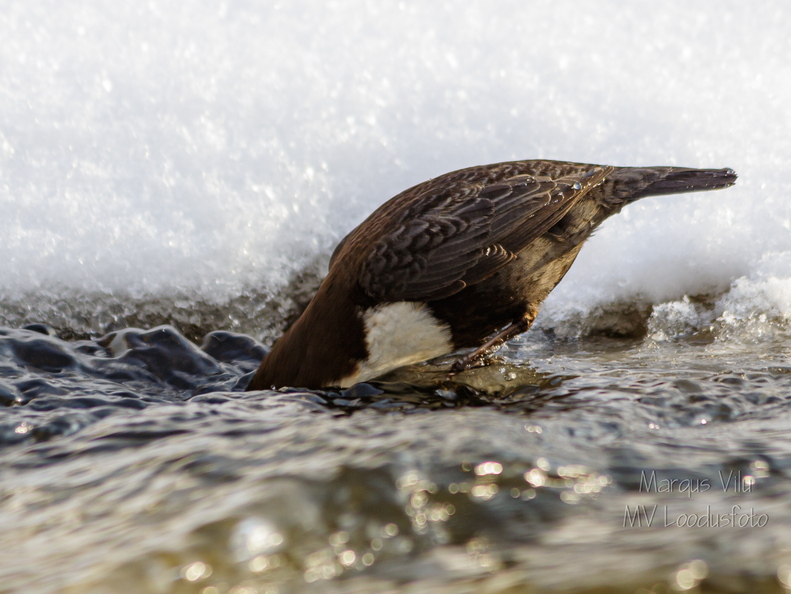 Kas vee all on midagi head süüa?