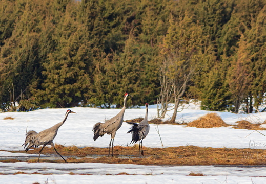  Esimesed sookured (Grus grus)