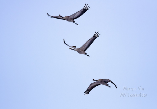  Kolm sookurge lendamas