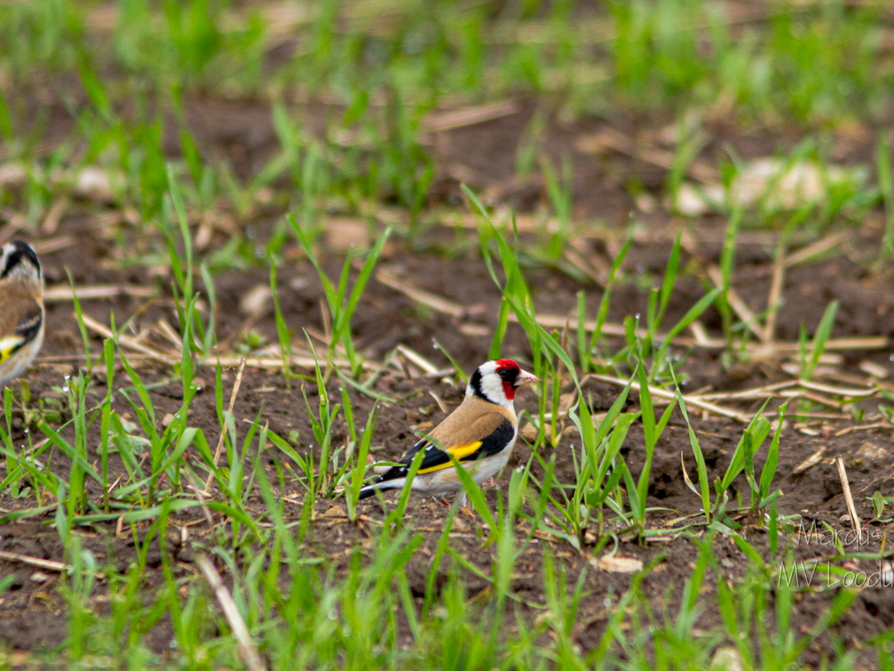  Ohakalind (Carduelis carduelis)