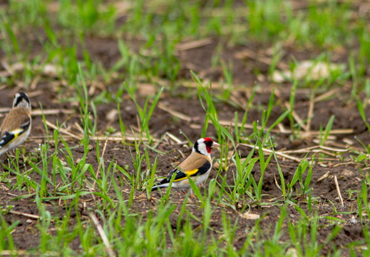  Ohakalind (Carduelis carduelis)