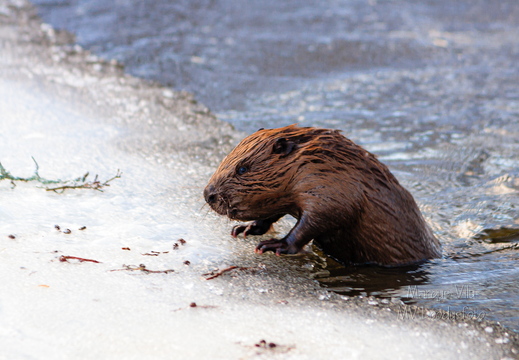 Kobras ehk piiber (Castor)
