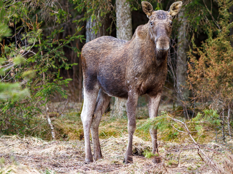  Põder (Alces alces) vaatab minu poole
