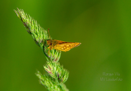  Liblikas heinal. Punnpealased, päevaliblikad