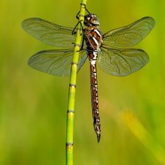  Tondihobulased (Aeshnidae), kiil