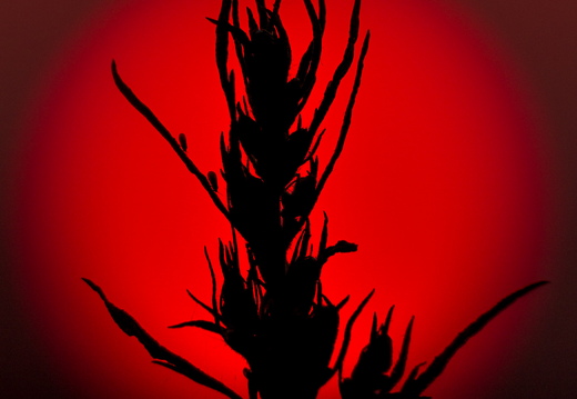  Kõrreline punases päikesekettas