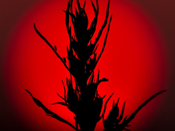  Kõrreline punases päikesekettas