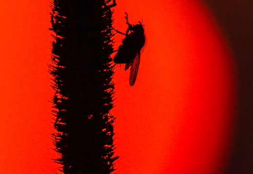  Kärbes kõrrel päikestõusu nautimas