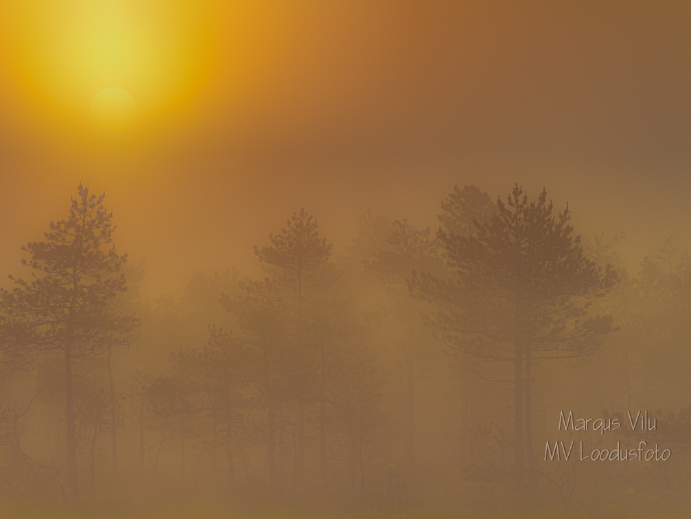Päikesetõus uduses rabas
