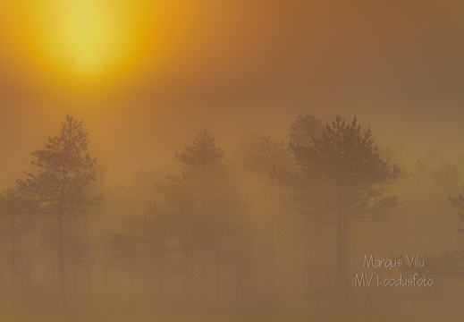 Päikesetõus uduses rabas