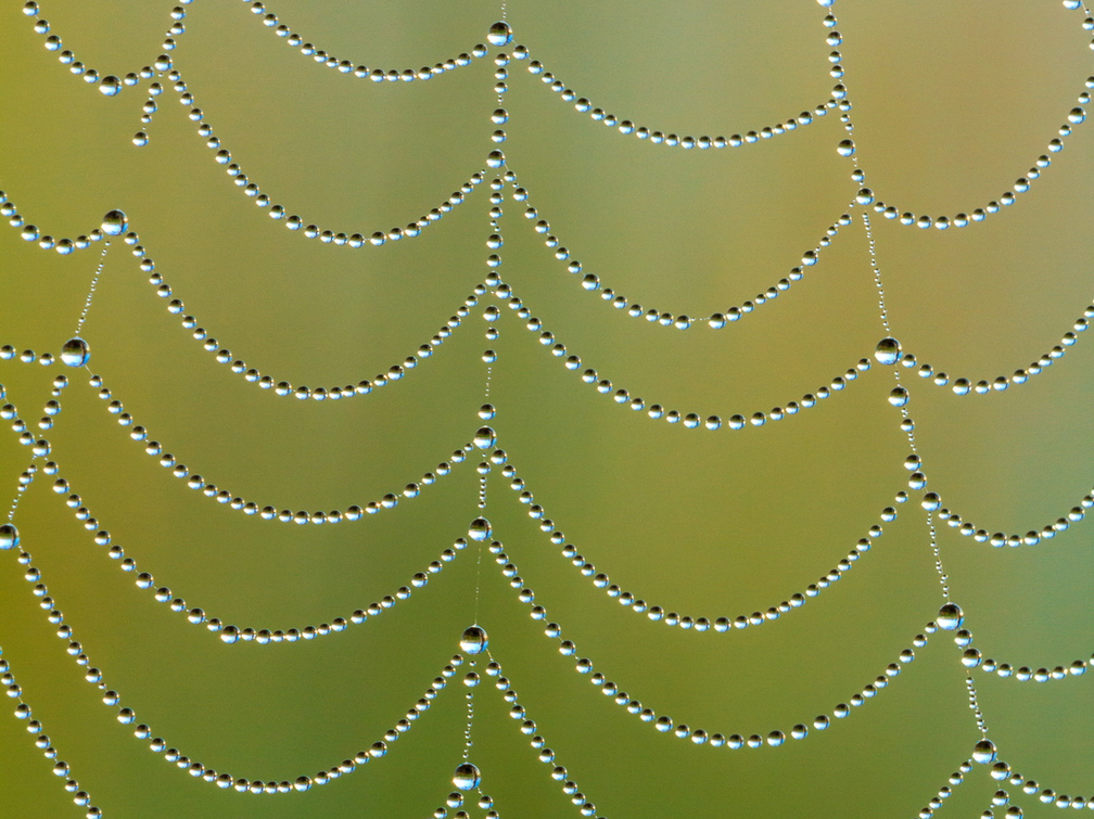  Pärlitega ämblikuvõrk