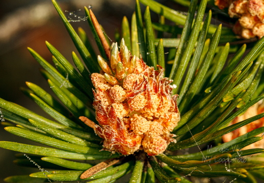  Mänd "õitseb" Kollased isakäebid.