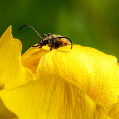  Putukas kullerkupu õiel